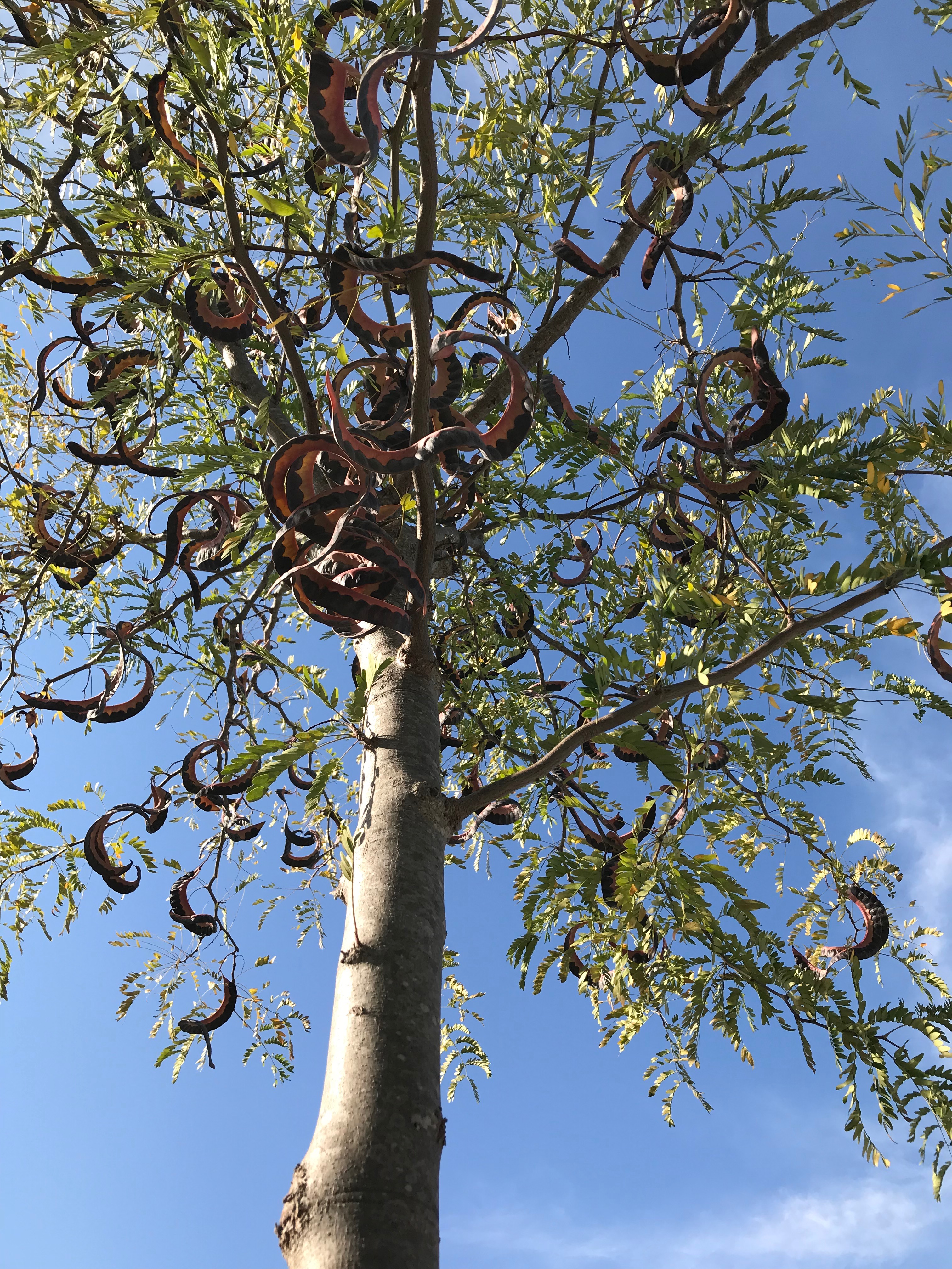 Giant Pod Rattle Tree Fascinatingly repellent – 365 DAYS OF NATURE